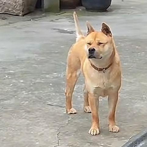 广西正哥(田园犬土猎)
