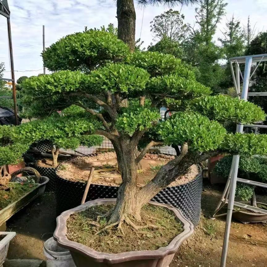 鑫庭花卉园艺场