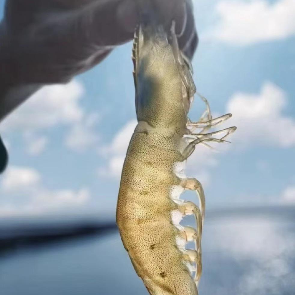 星海湾生鲜直达