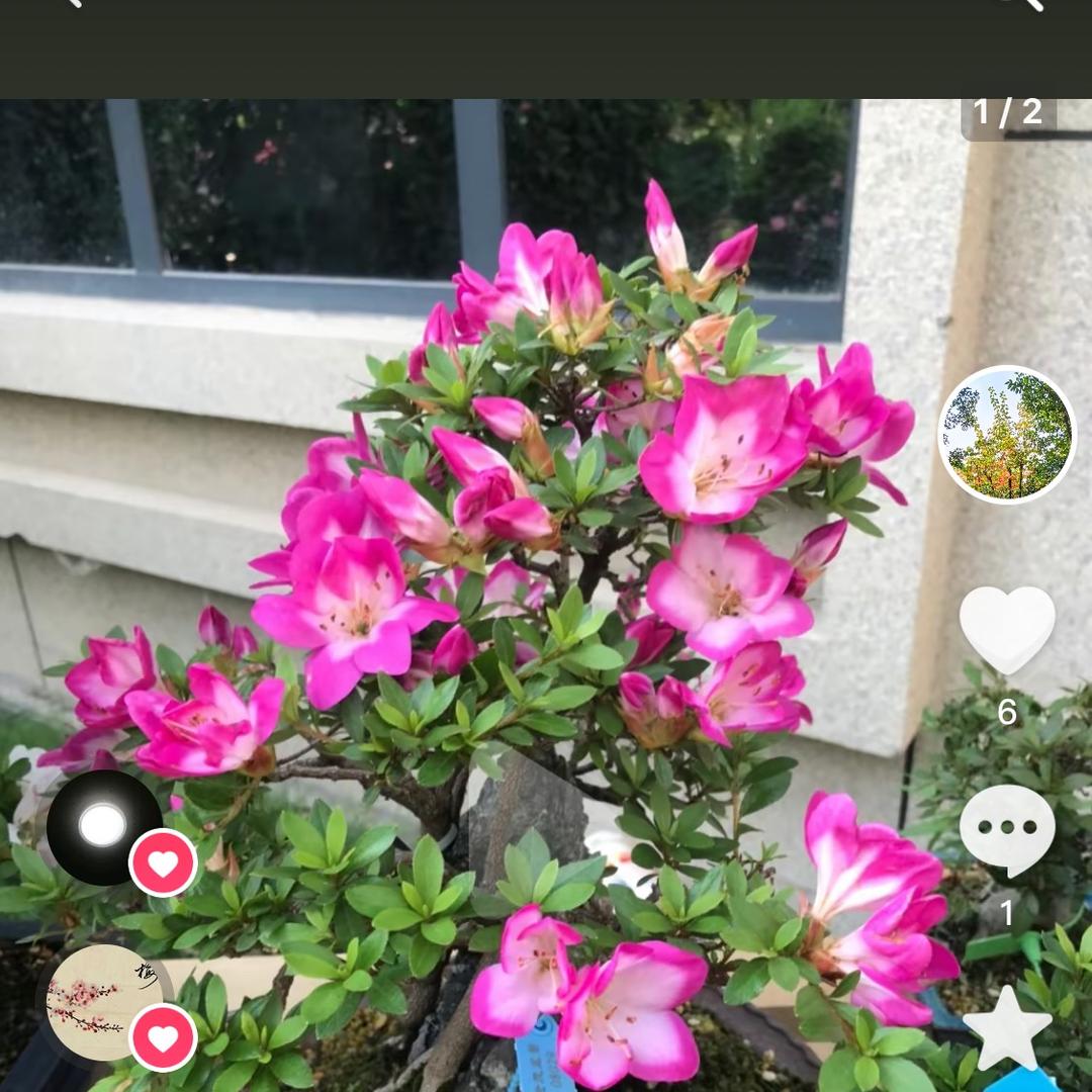 忘忧草
