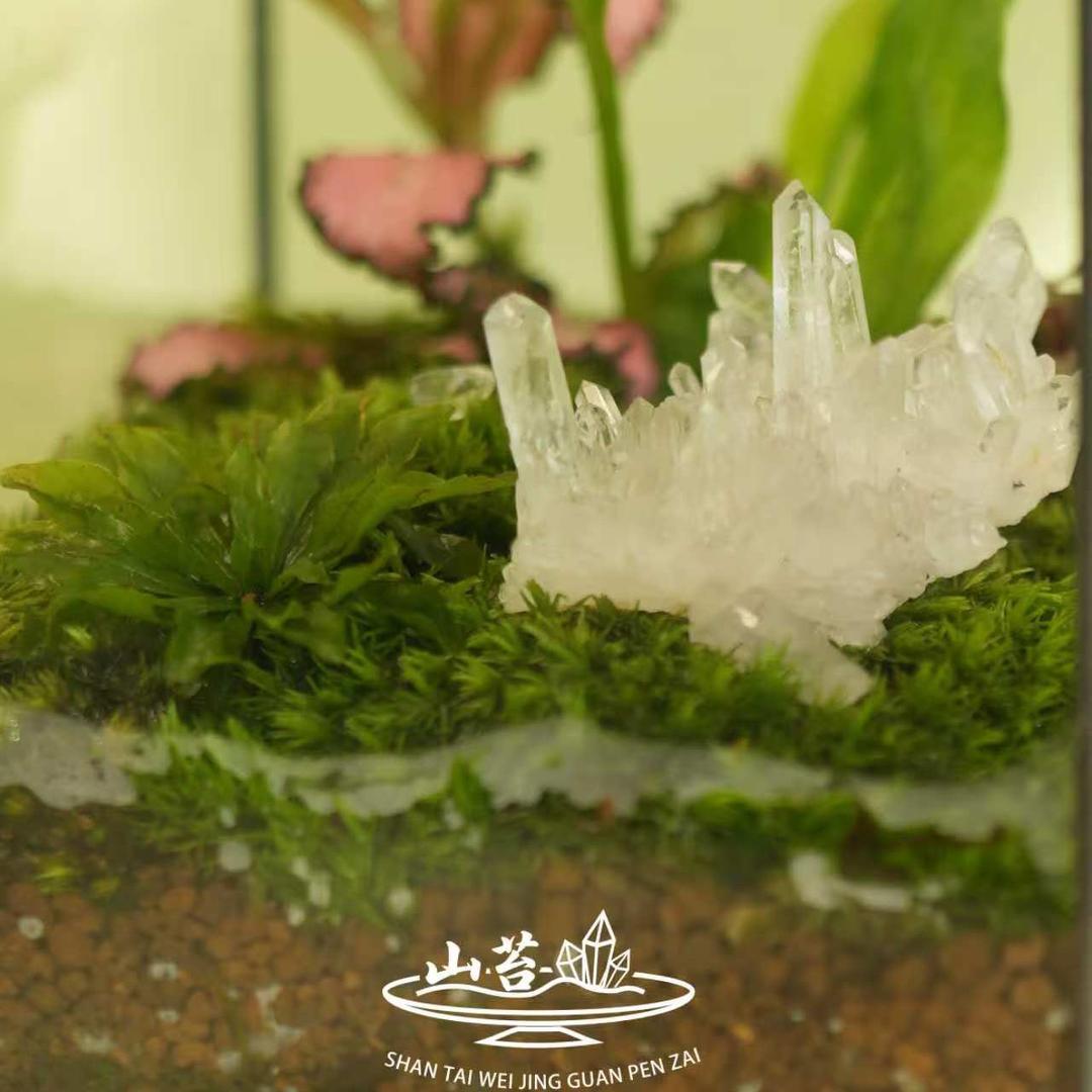 山苔水晶微景观