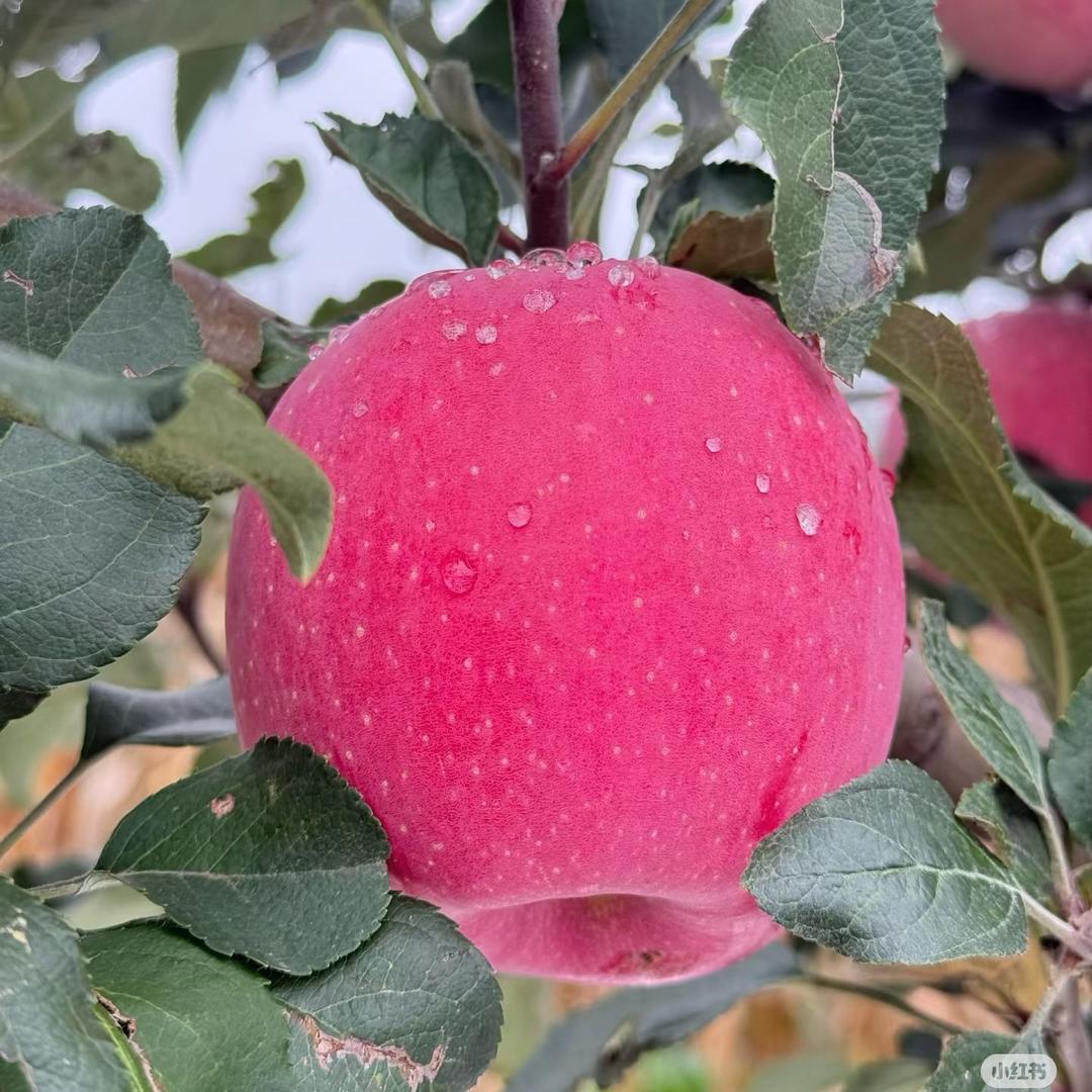 甘肃红富士苹果🍎