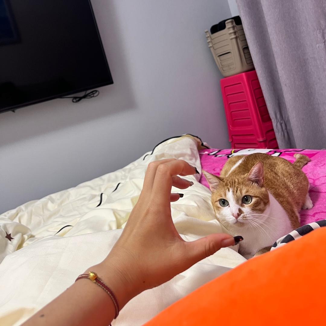 炸毛是只猫🐡