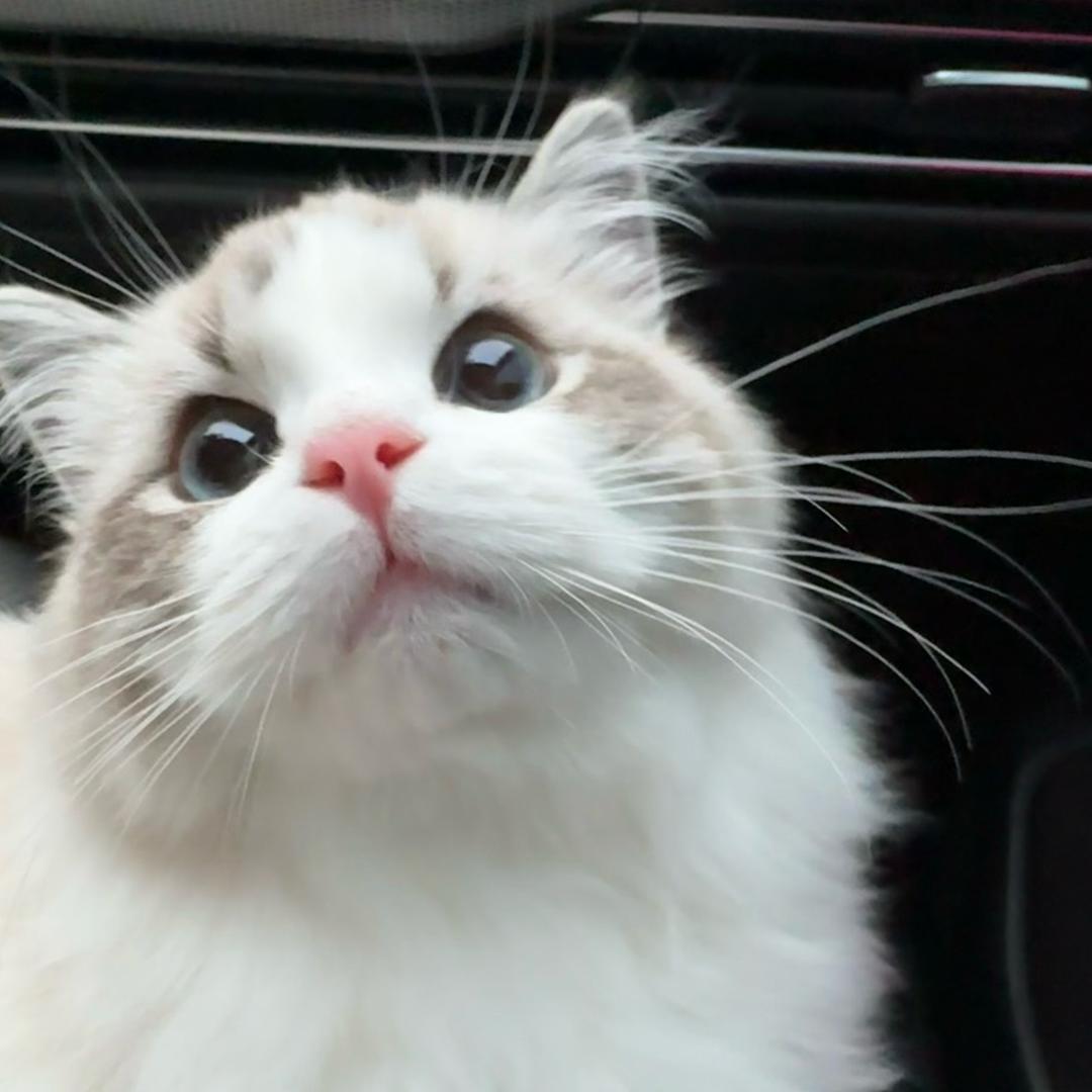 杜望舒【约拍版】