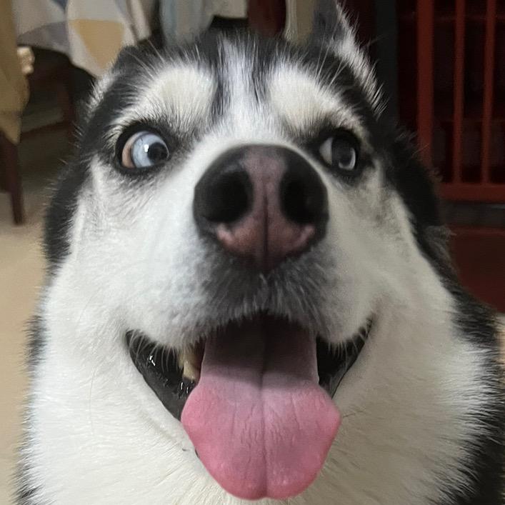二哈琪琪