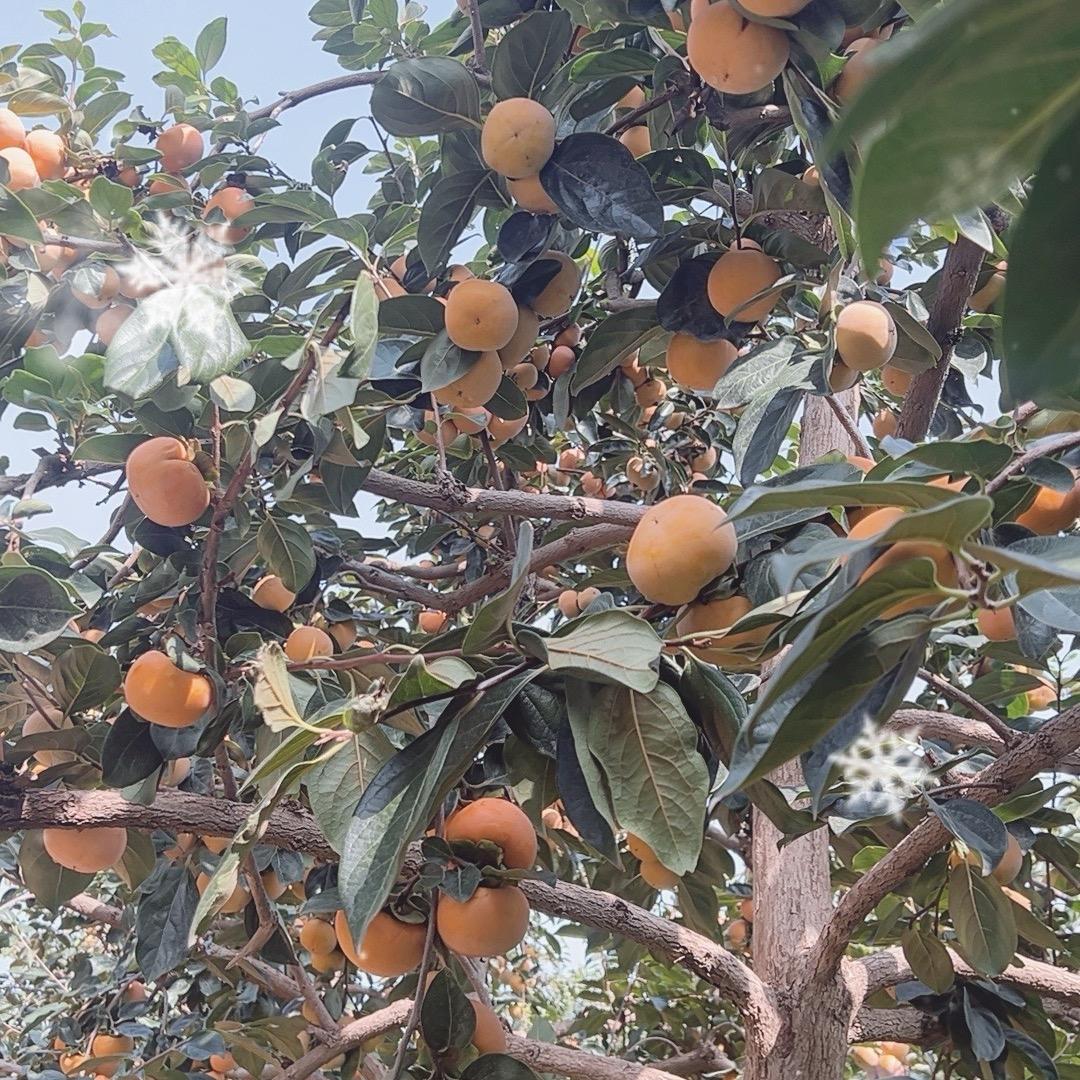 阳丰巧克力脆柿
