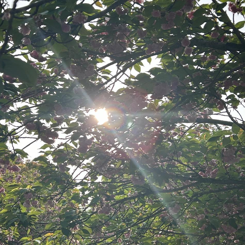 鹿其其
