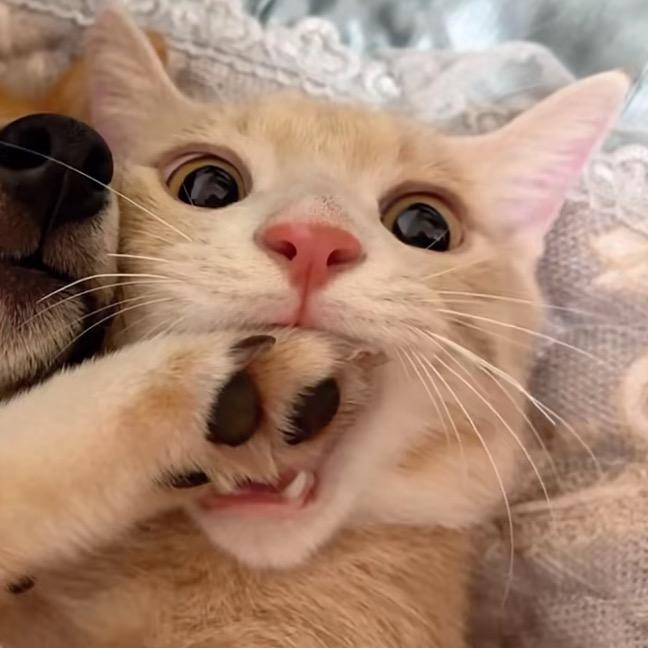 吃不饱睡不醒（●°u°●) 」