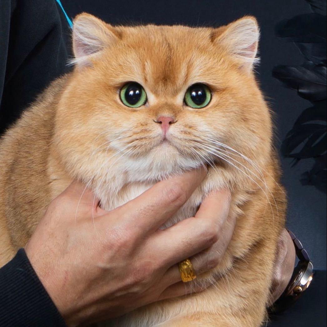 ～御猫府～