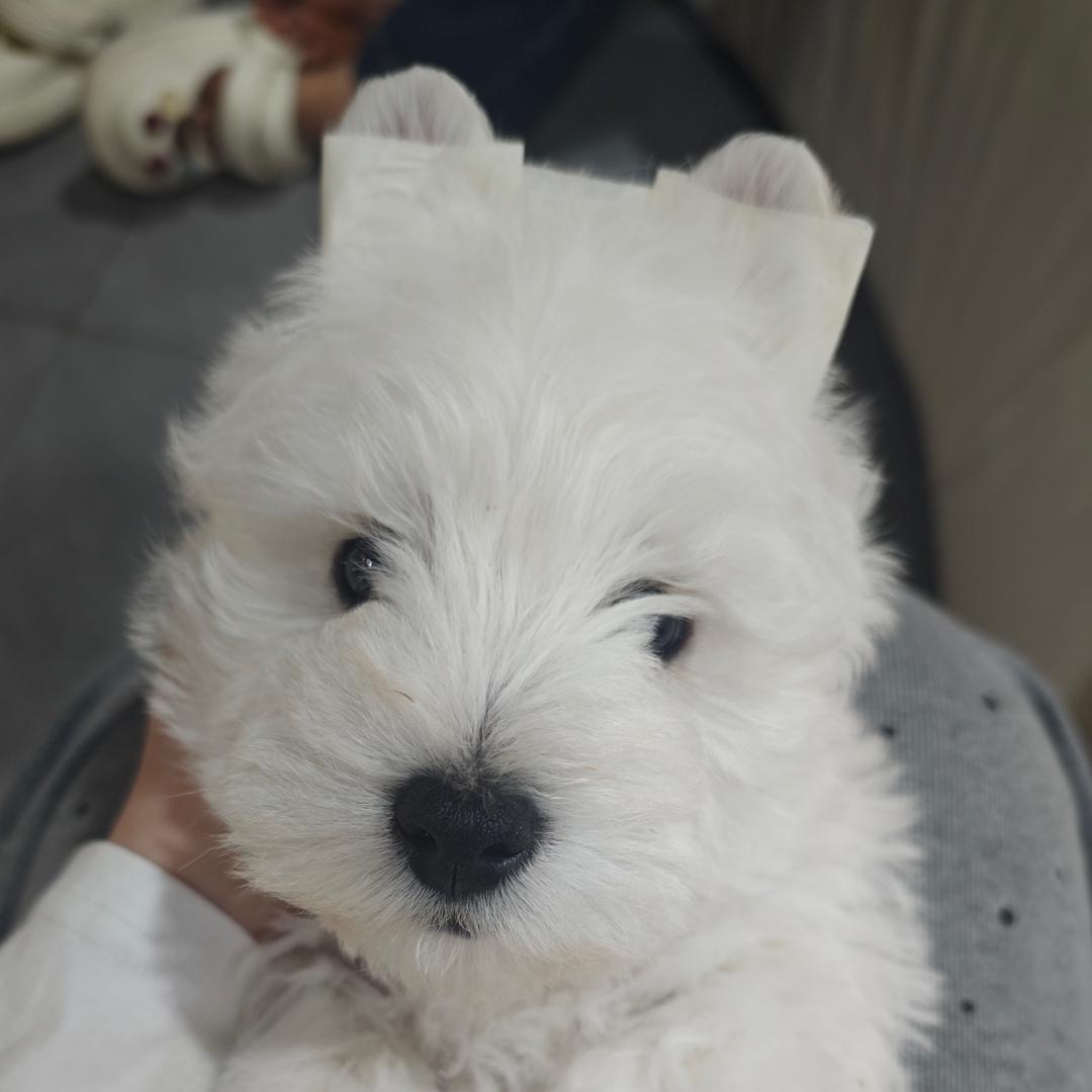 帕尼尼不孤零零（布灵灵）