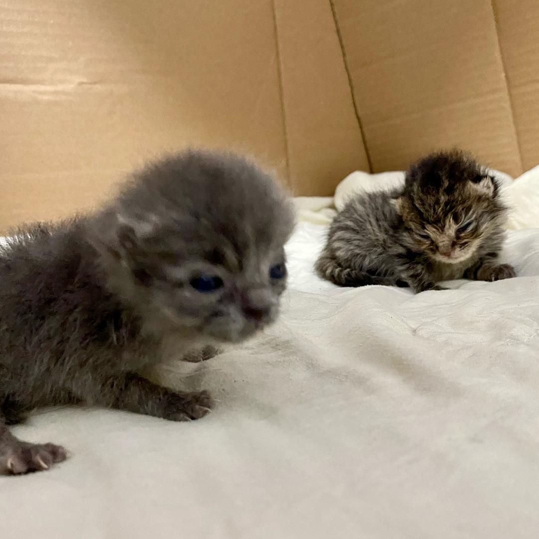 kiki睡不醒(🐈坚持日更
