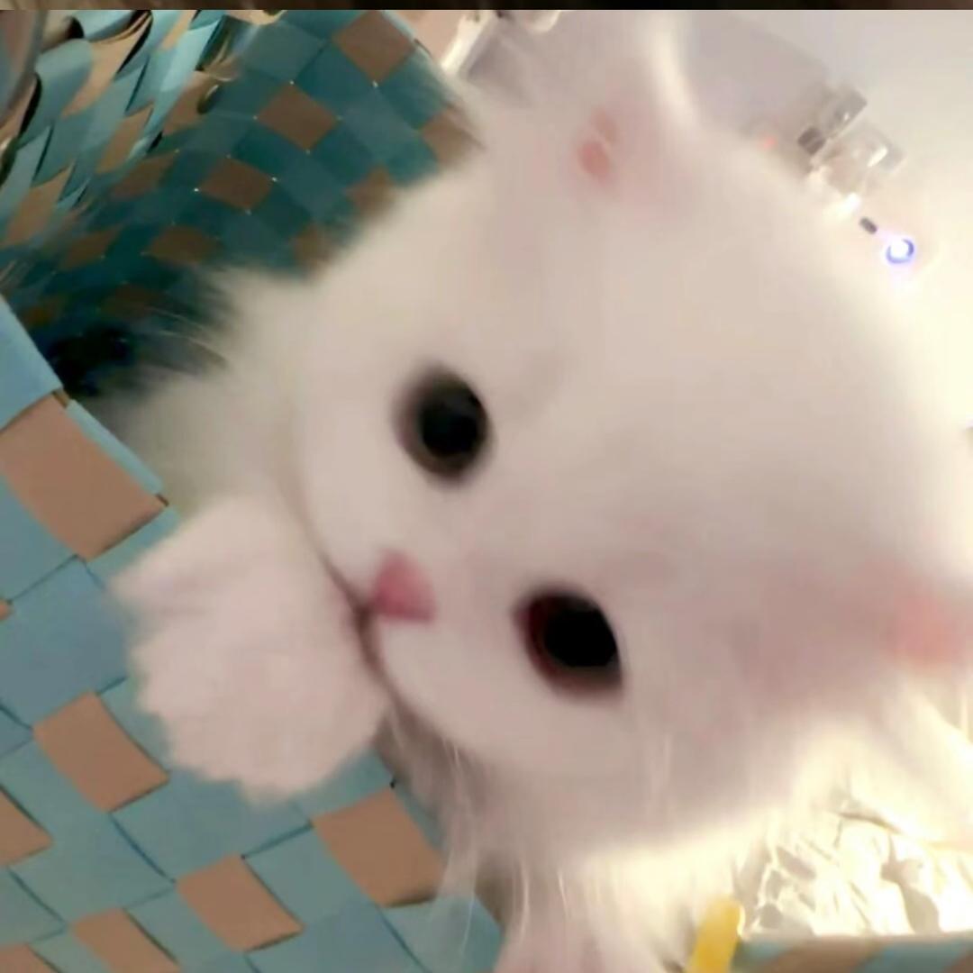 小🐟.