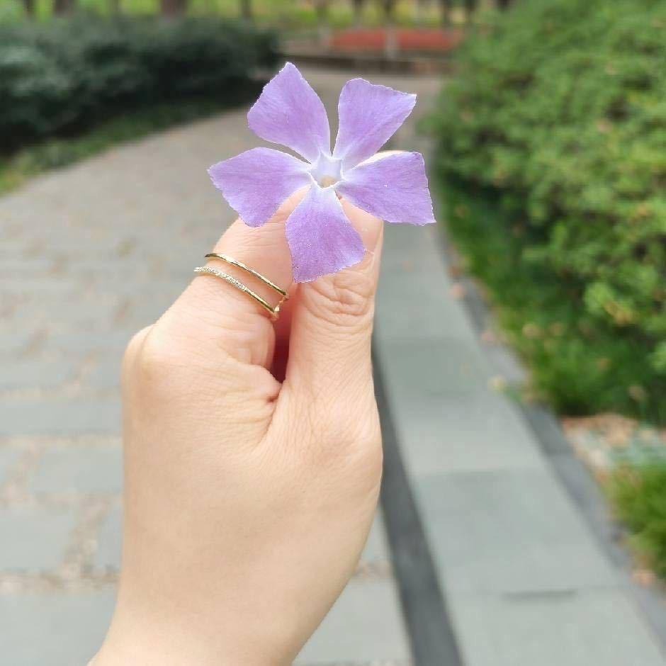 青柠
