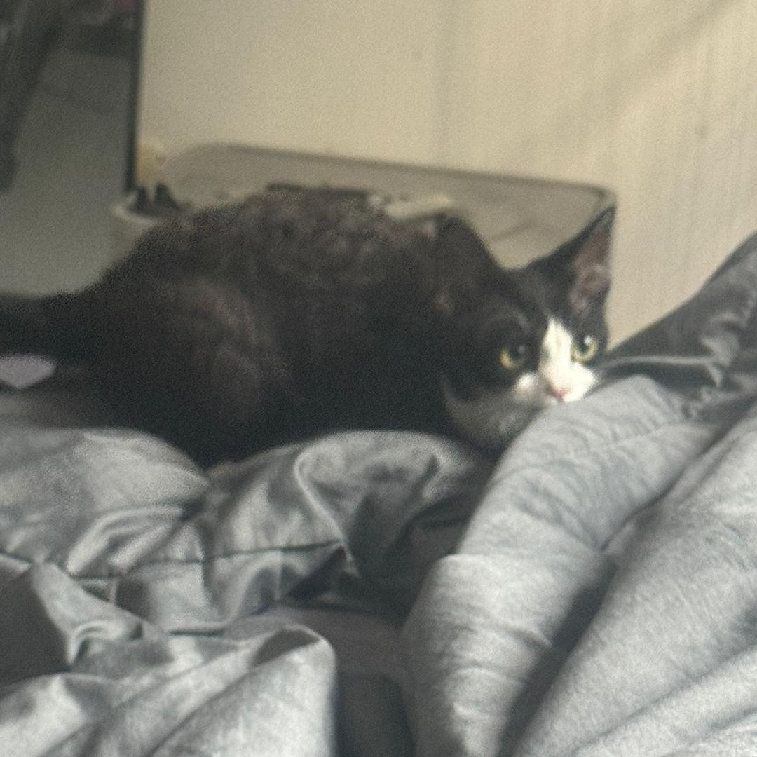 两只眼的猫