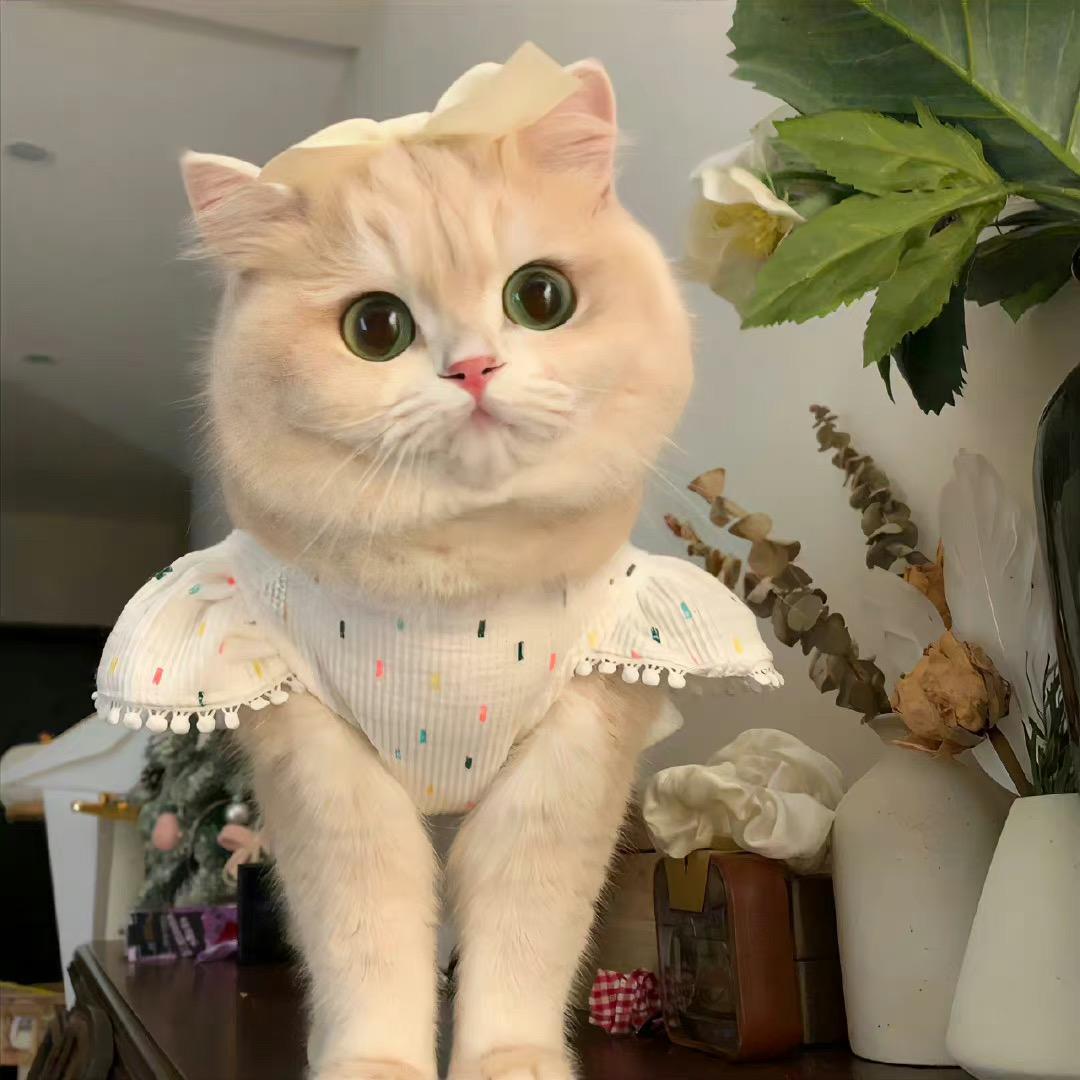 哇哈哈哈呀