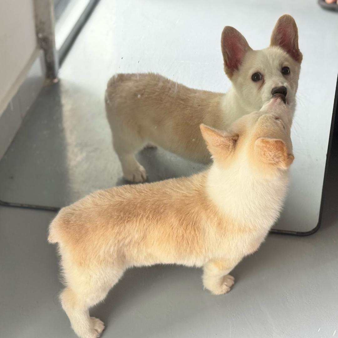 牛爷爷喜欢踢足球