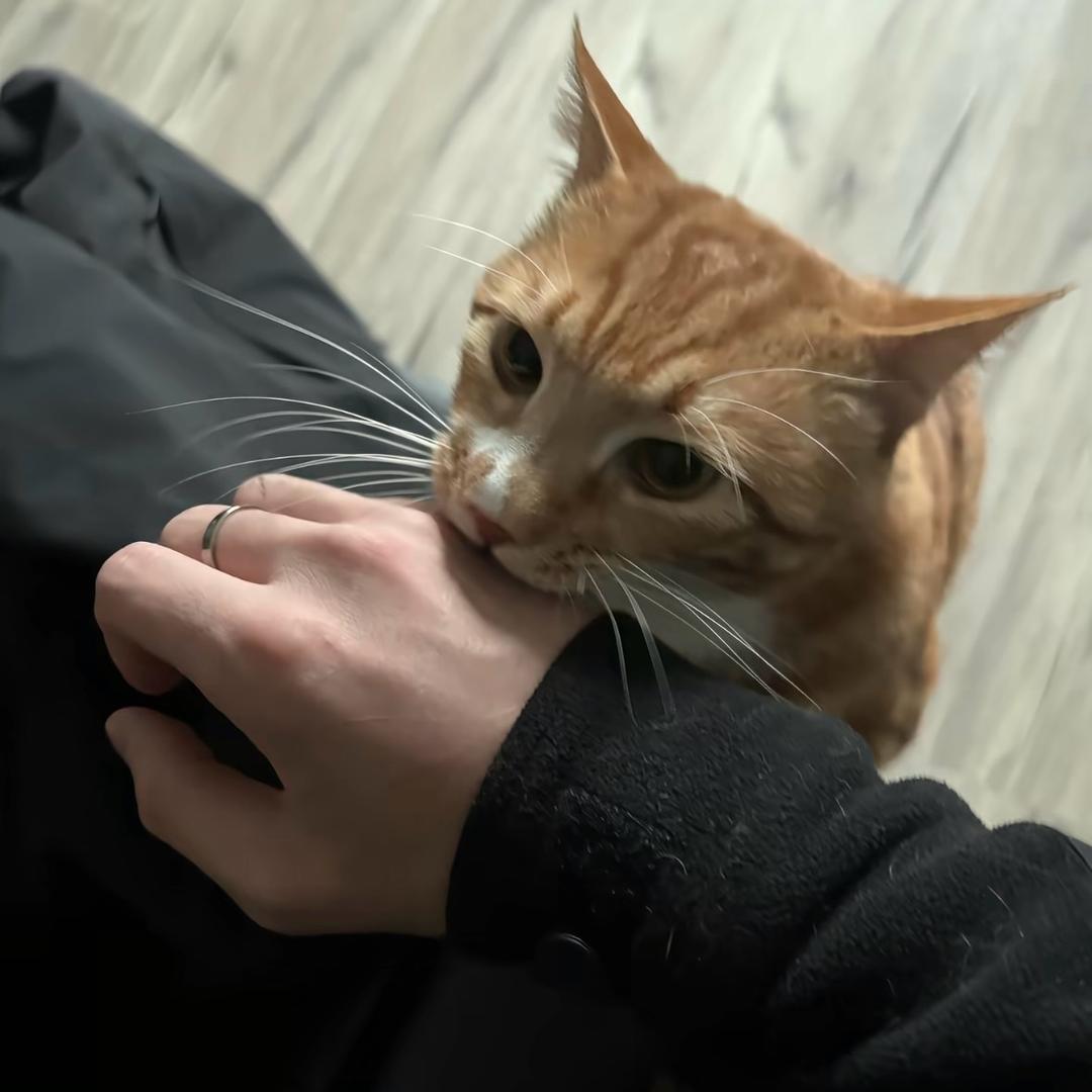 鼠鼠巳