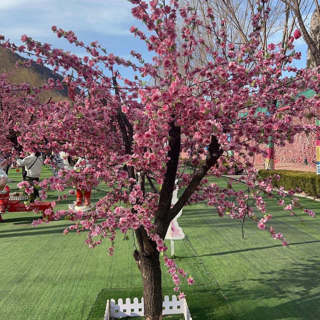 桃李芬芳