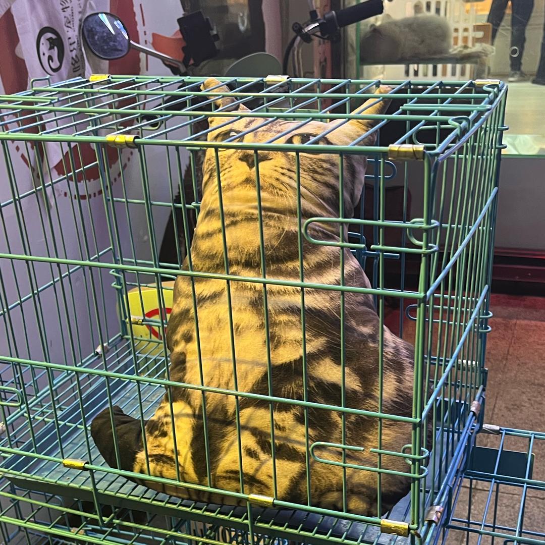 邪恶豆沙包
