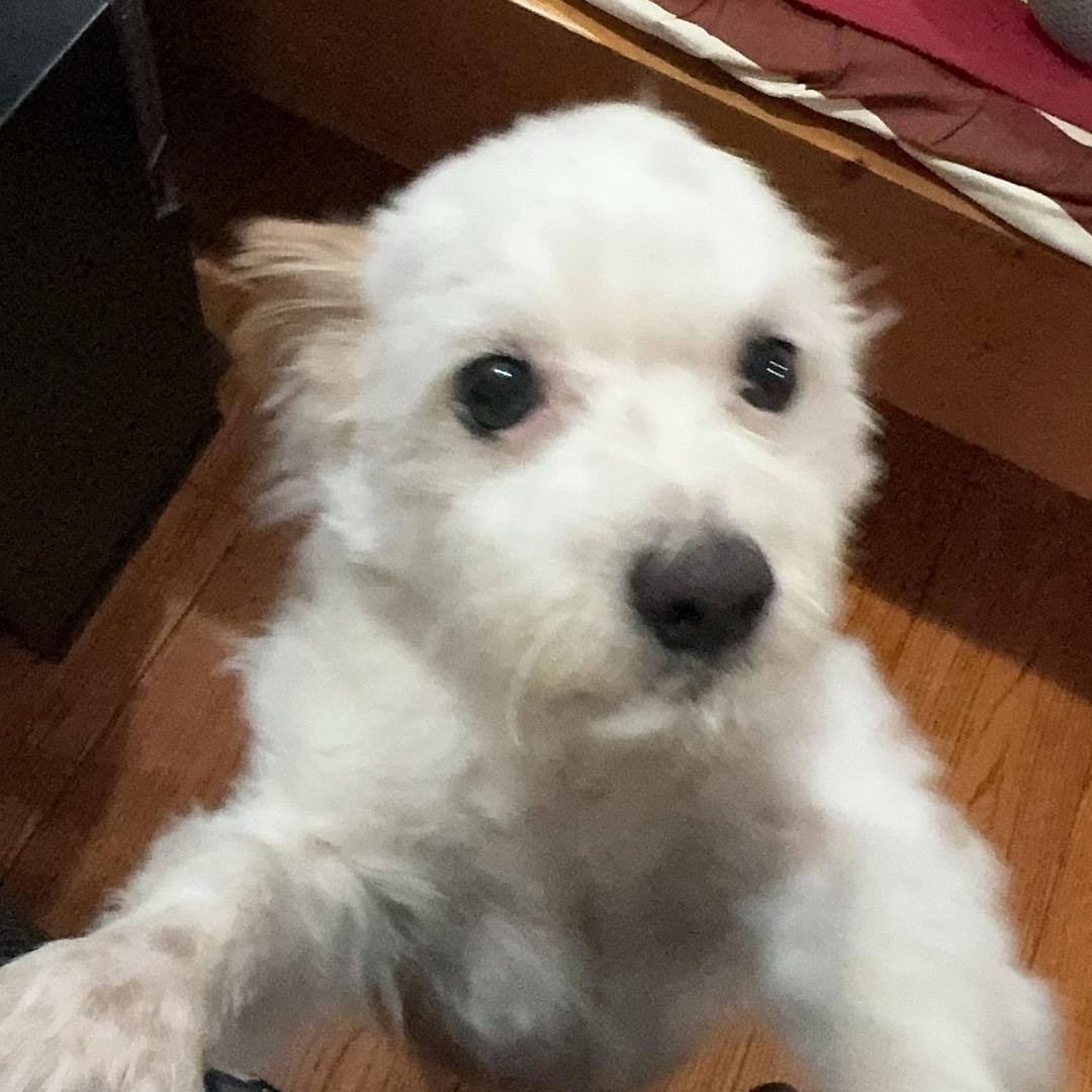 小羊肖恩566