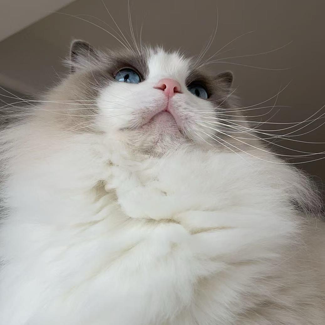 英镑是只布偶猫