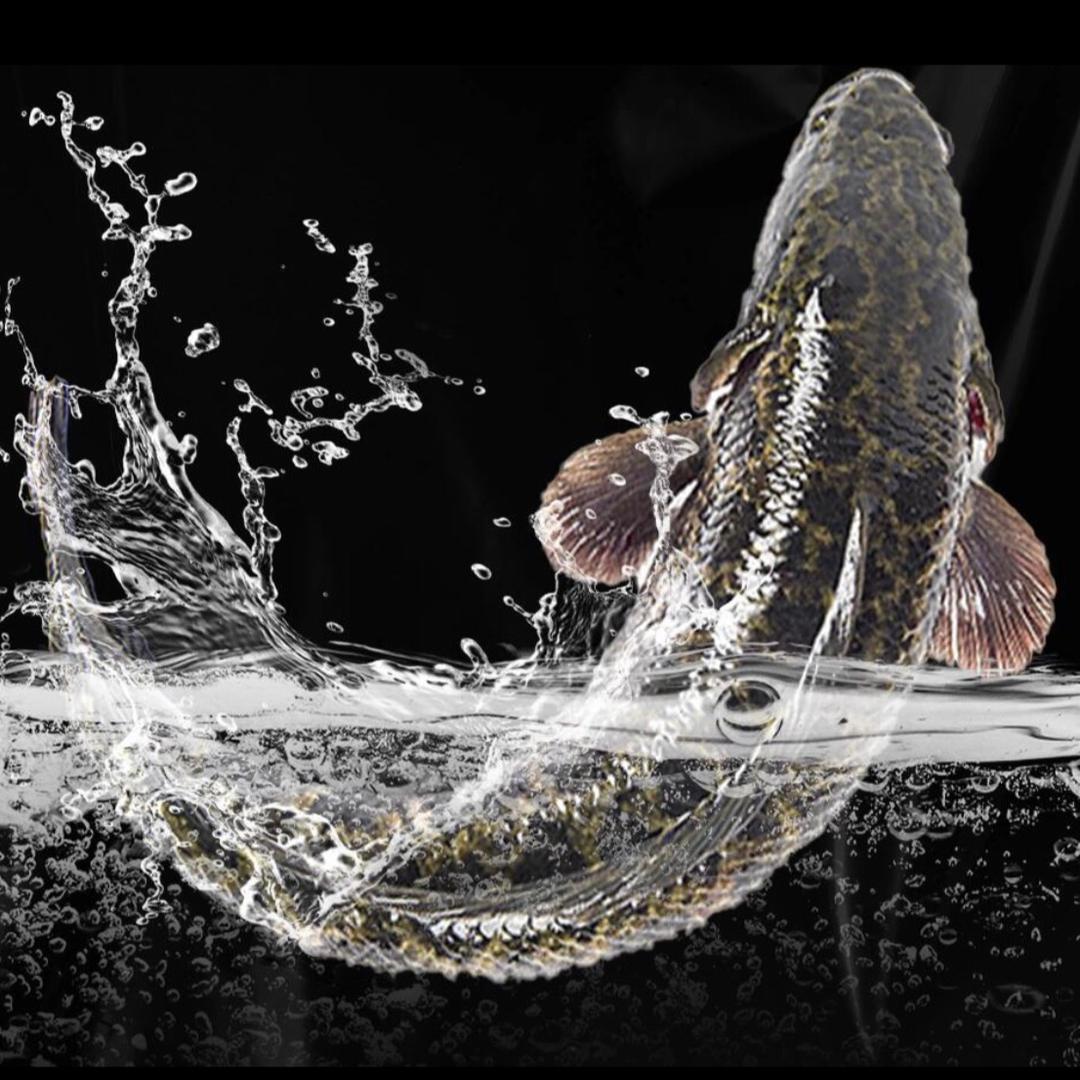 渔中康黑鱼技术🐟