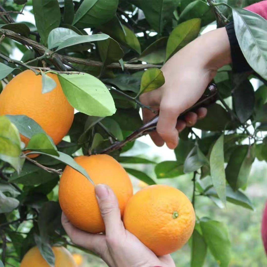 赣南王伯水果小店（招代理）
