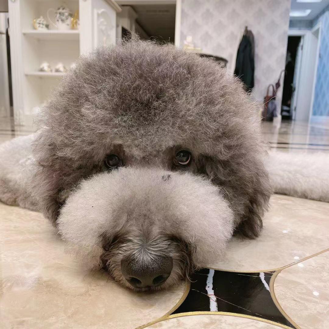 李大大