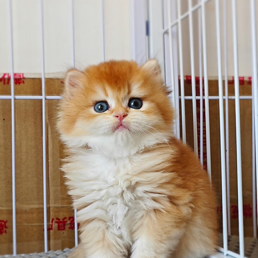 小孔的猫咪