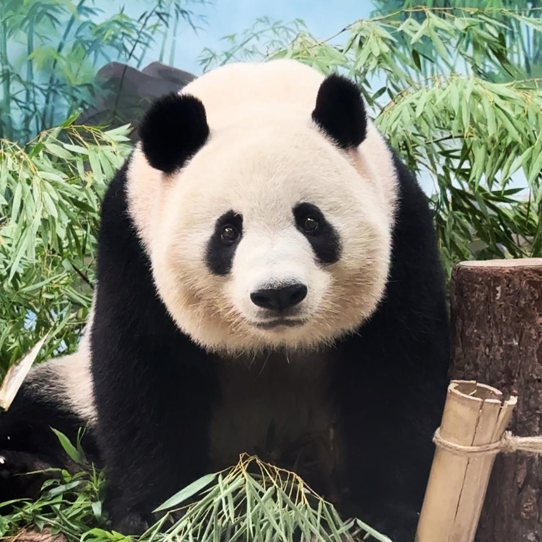 春生香果是谁(橙子的猫)