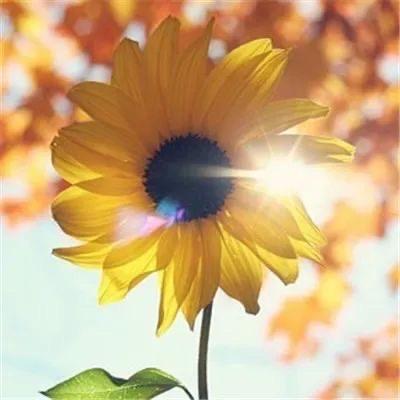 清新花海
