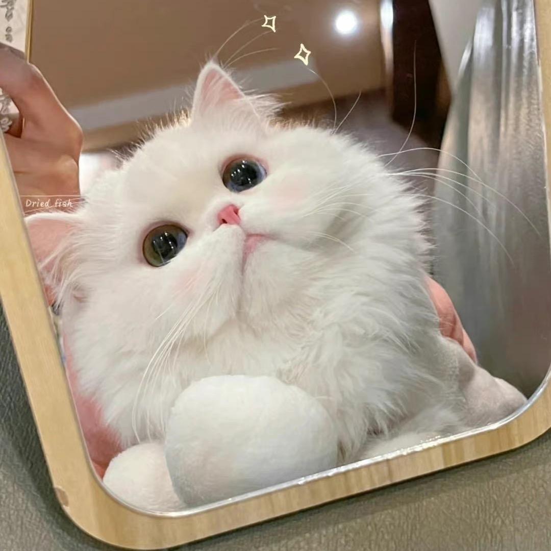 莱莱