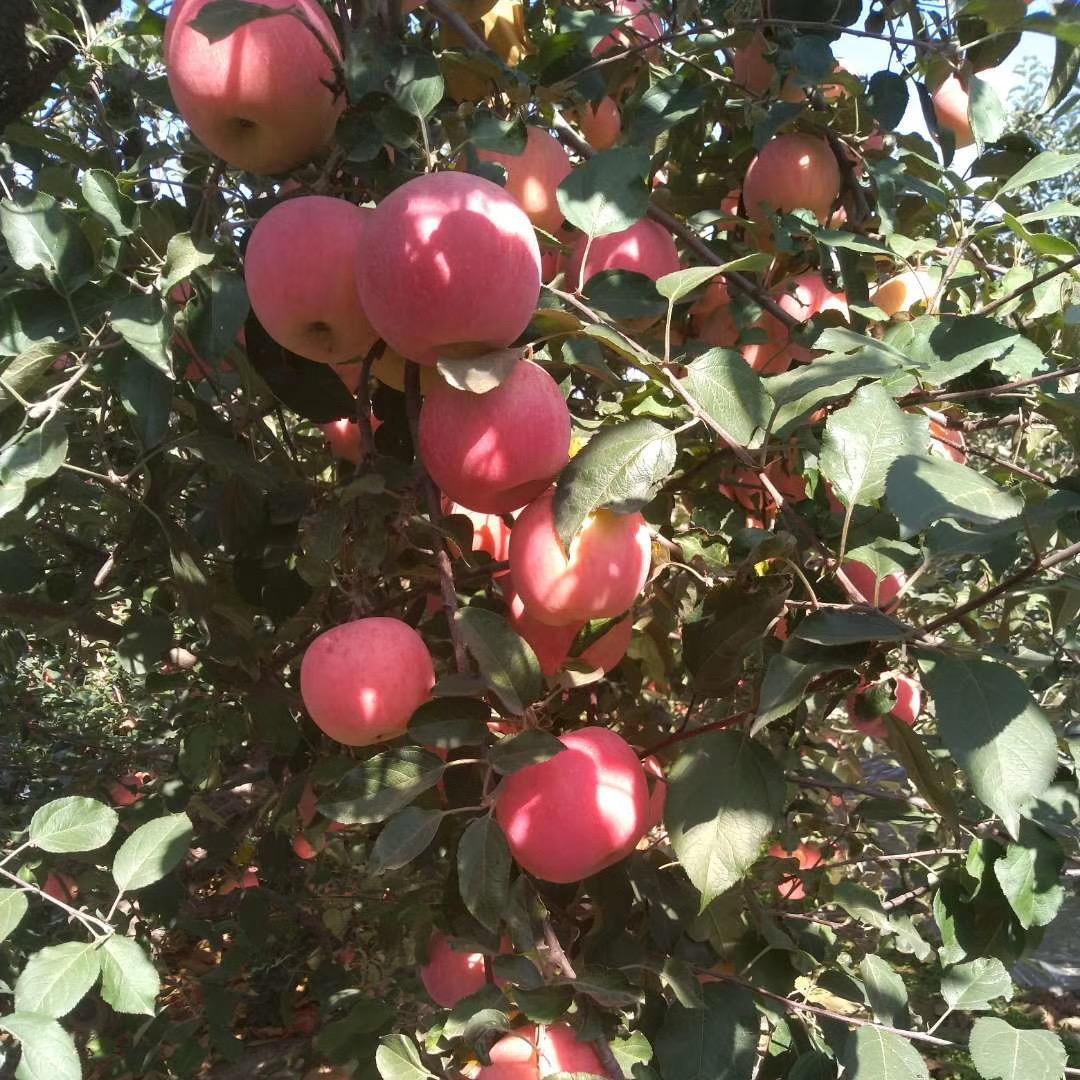 熹聽歌儿🍎