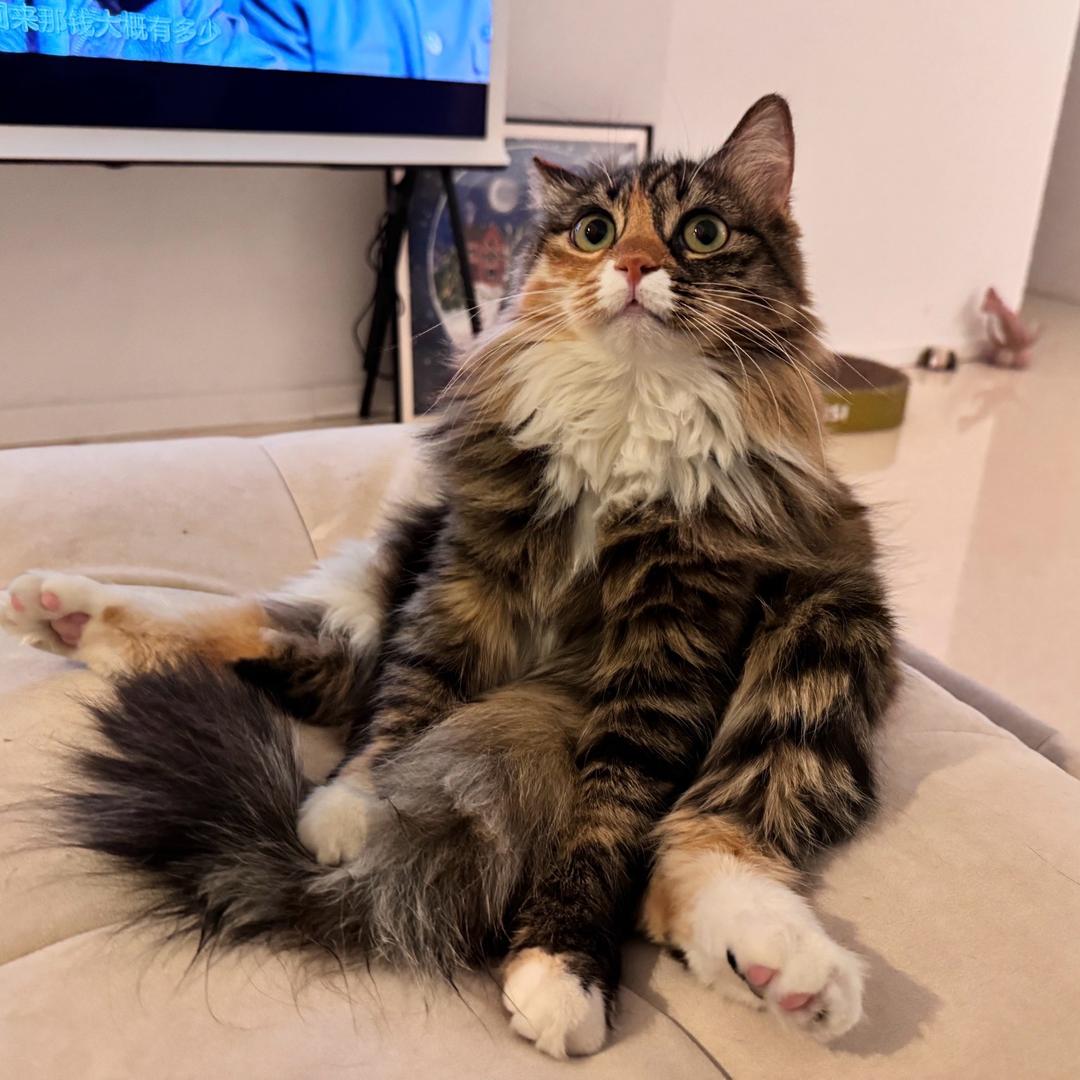 狸葵大王