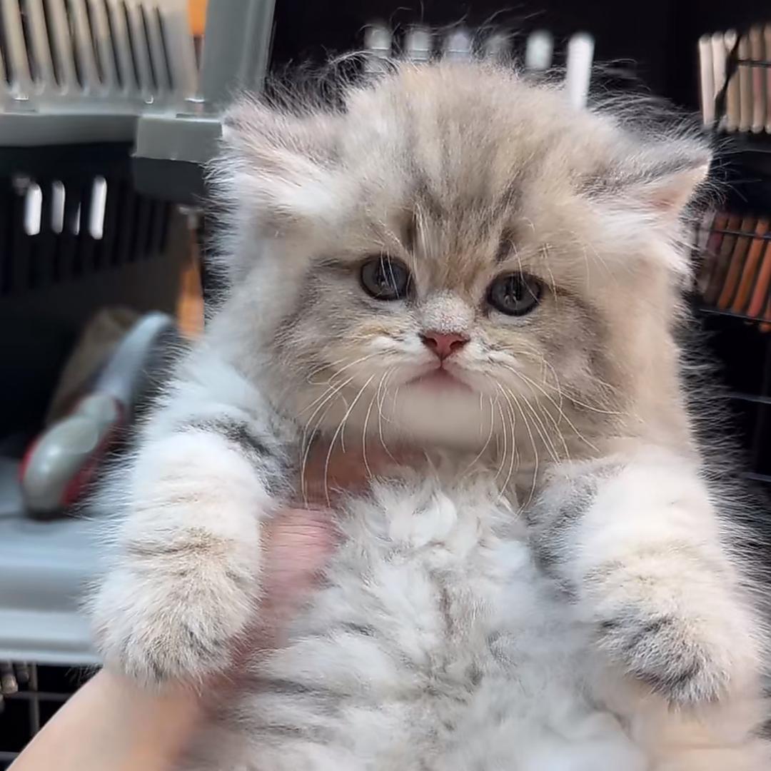 ゛.熊 猫.ღ
