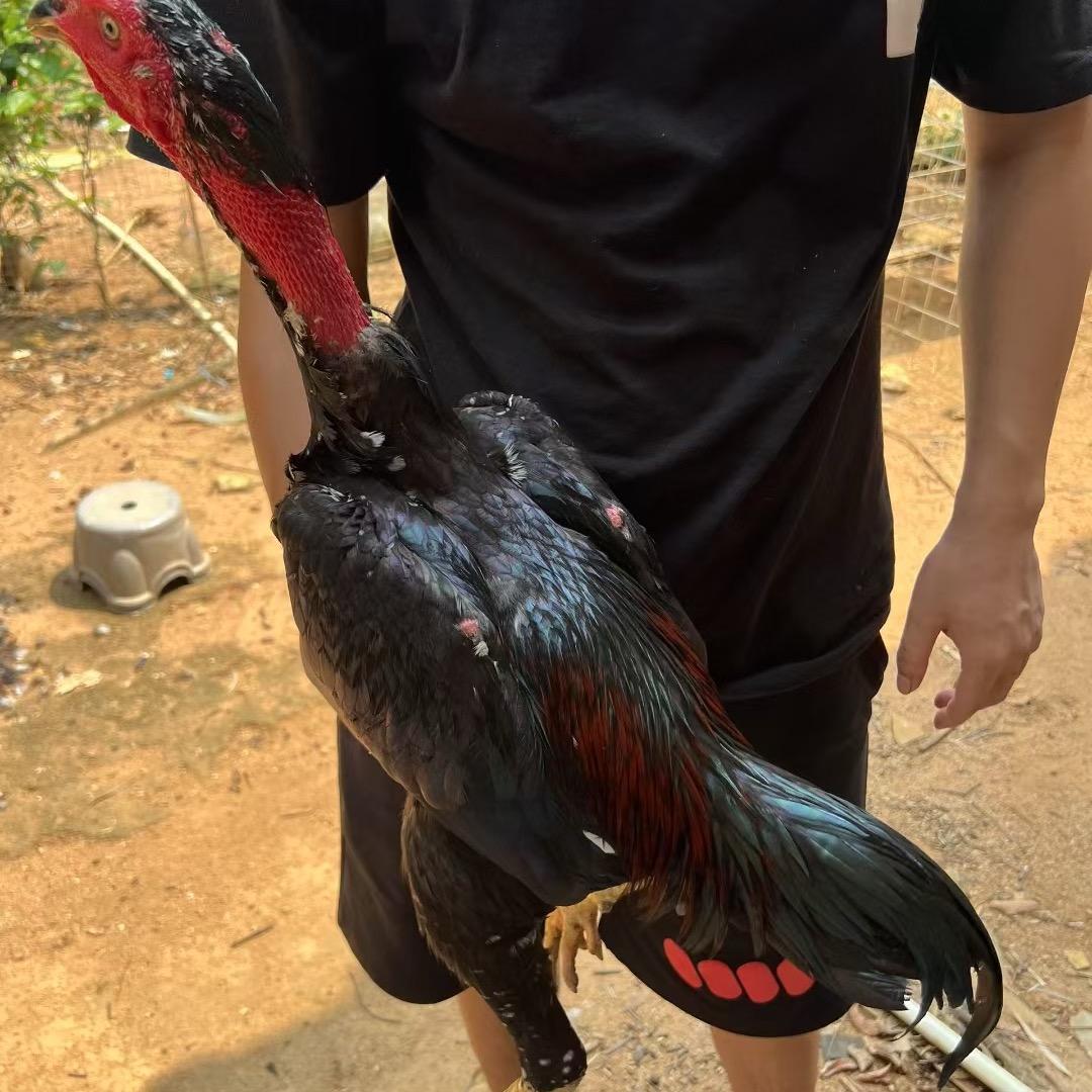 小胡(斗鸡养殖)