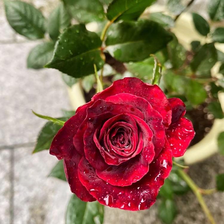 花朵朵园艺