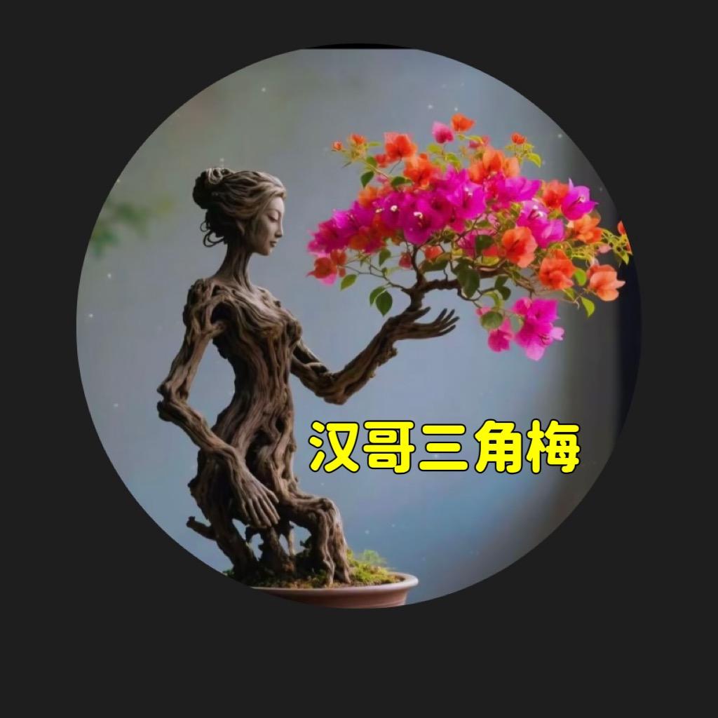 漳州市汉哥花卉三角梅