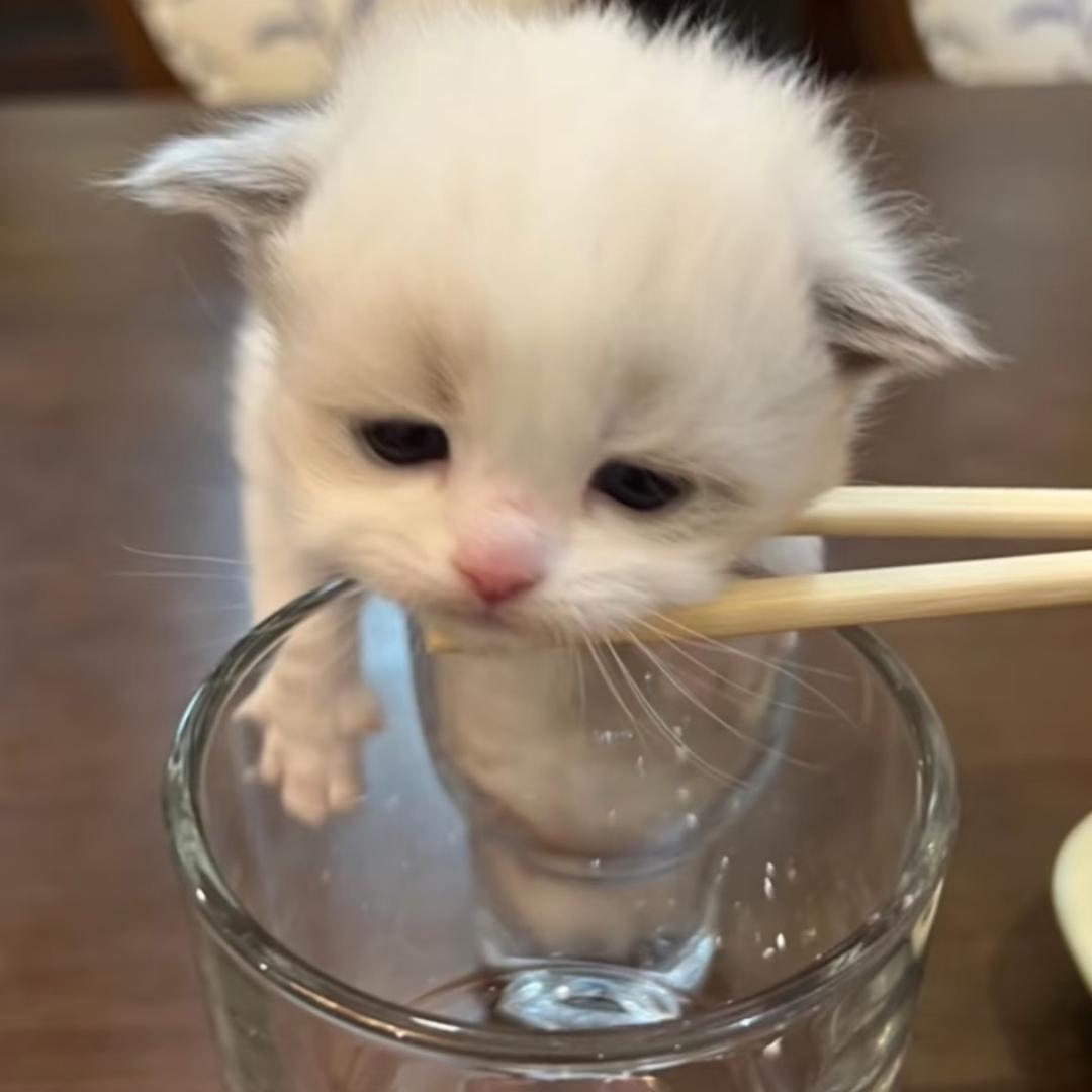 ɒ