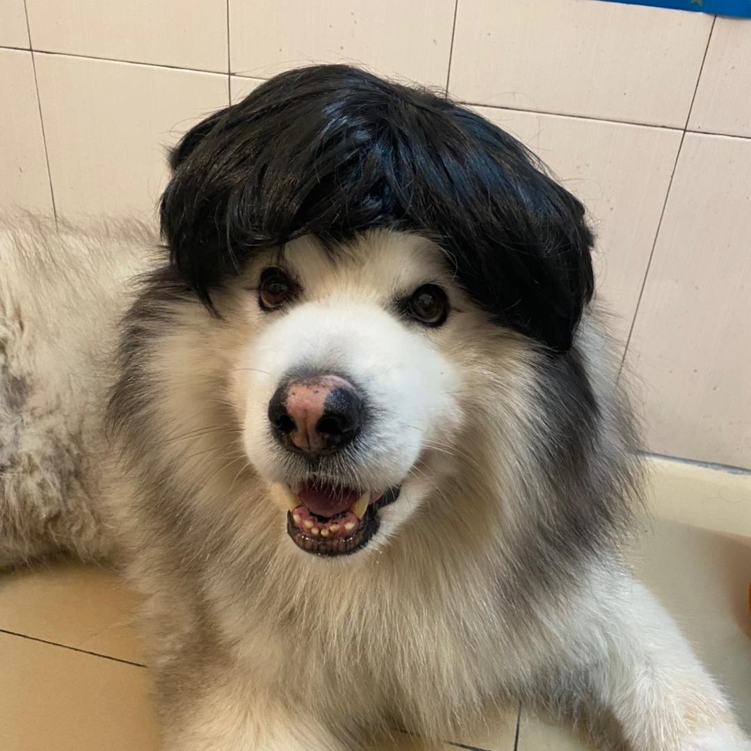 小犬