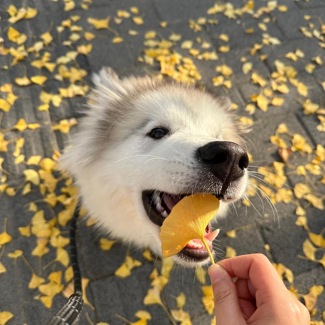 阿拉小帅狗🐶