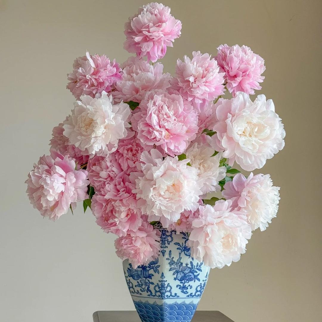 芳芳百合合作社