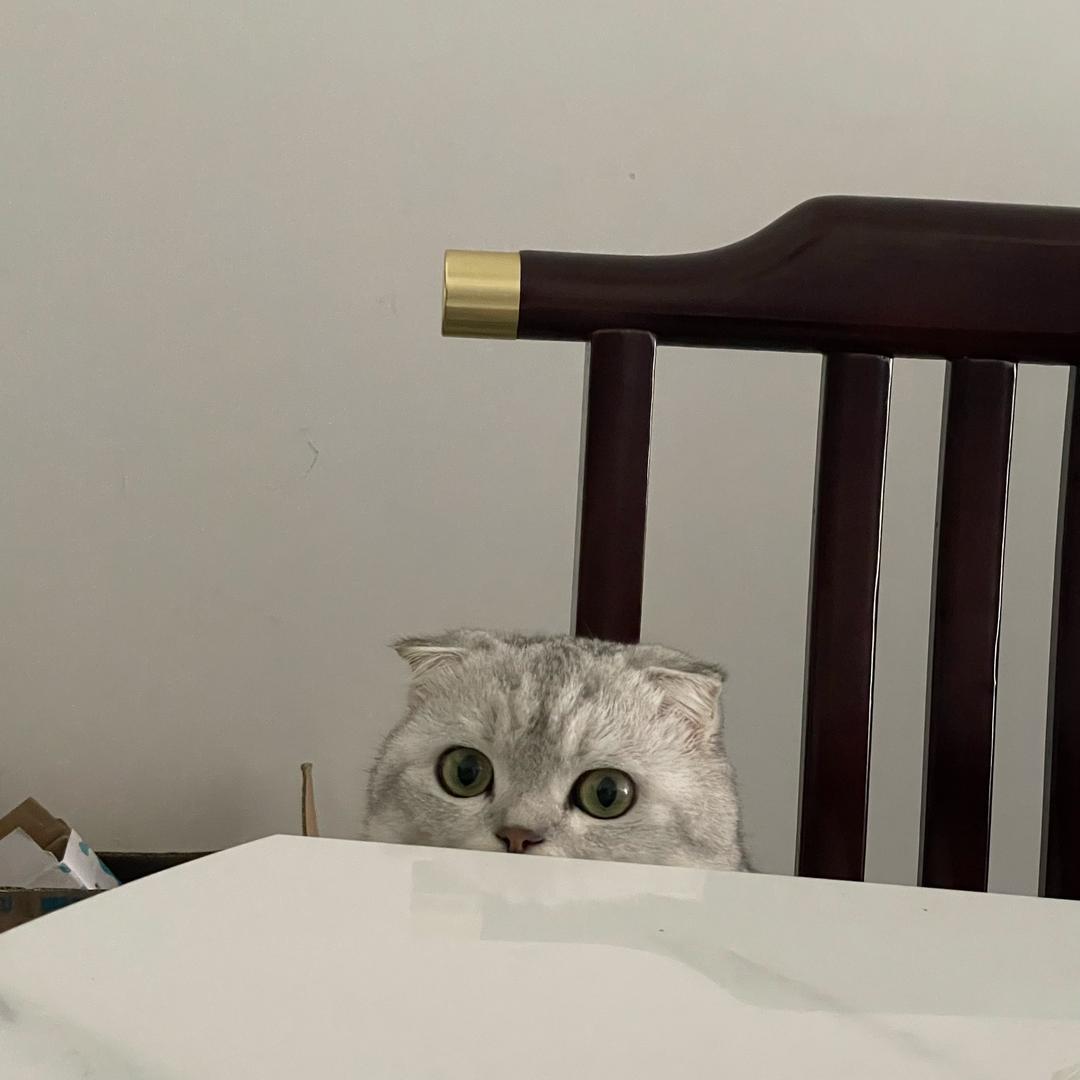 你有其他猫了