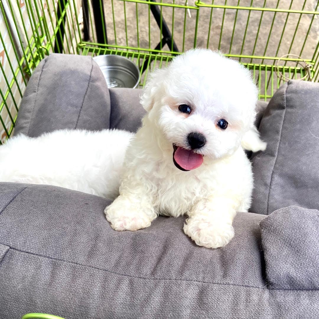 🐶朱孃孃🐶的小狗砸们