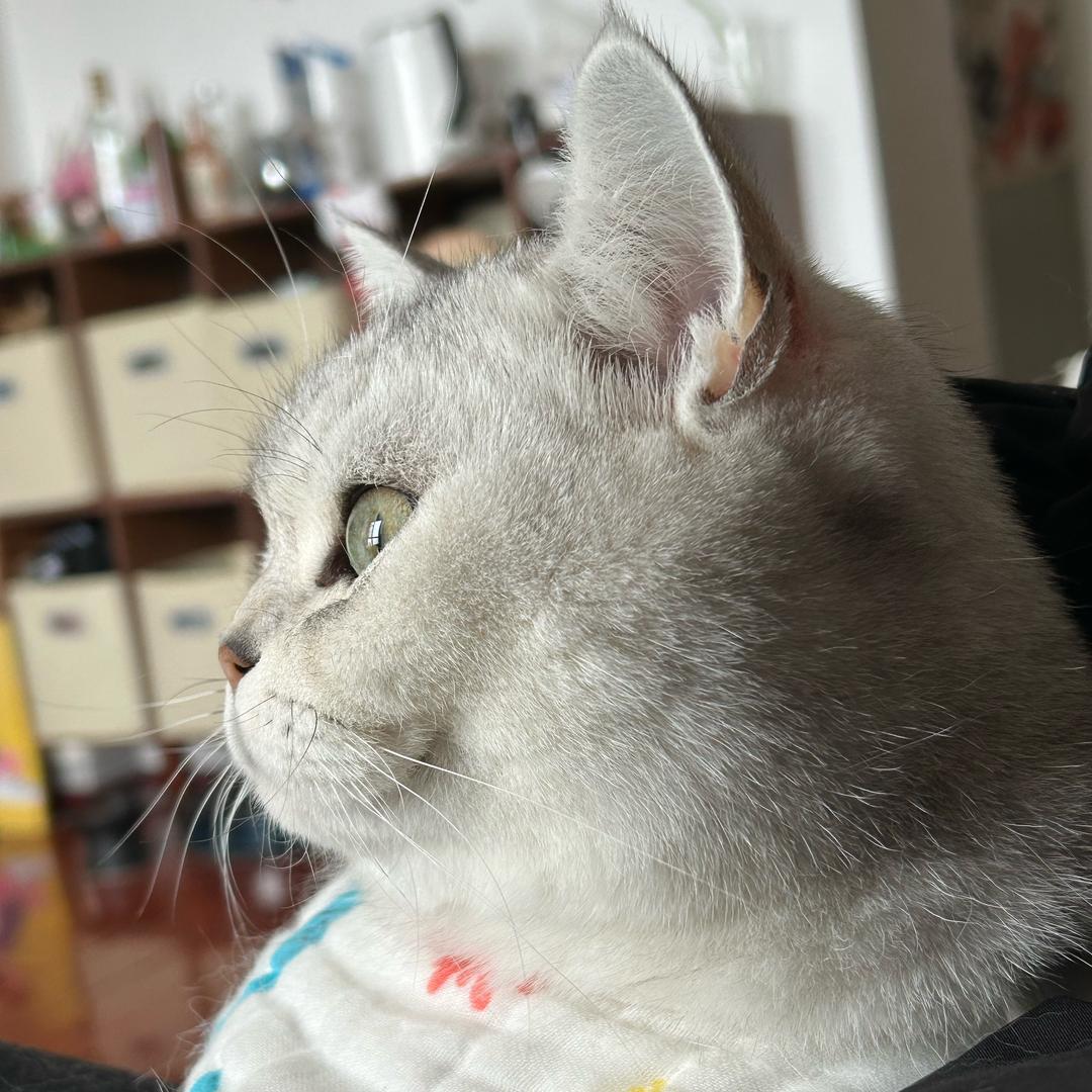 小汉堡和猪皮（打工版）