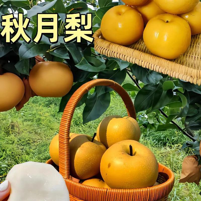 小旭生鲜水果