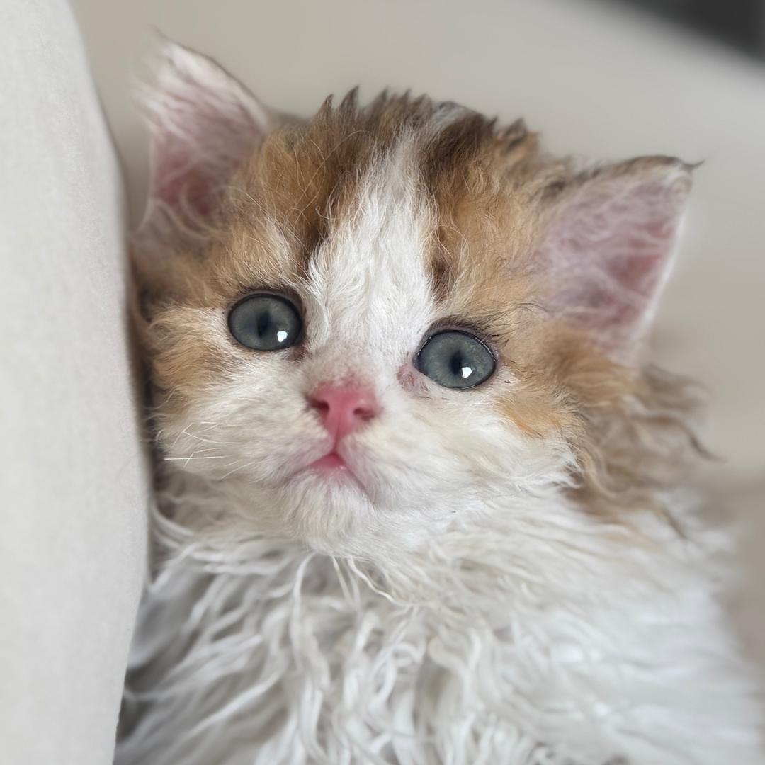 国际猫的塞尔凯克