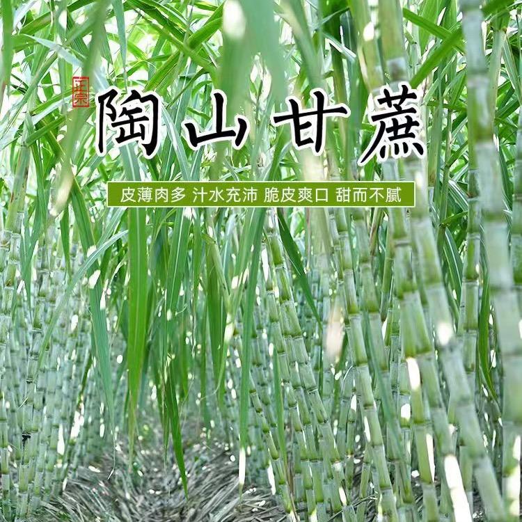 蔗乡农业（陶山甘蔗）