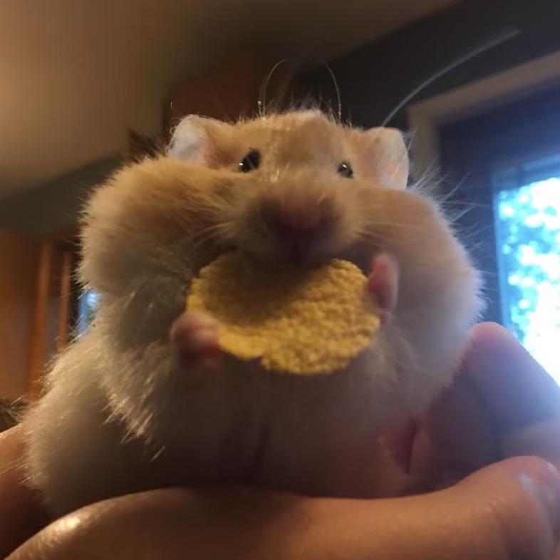 sophia