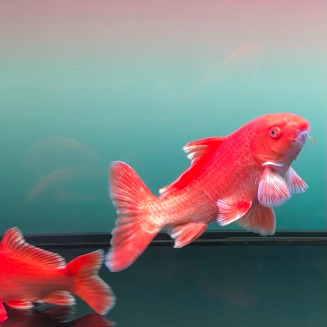 被蝴蝶鲤耽误的阿东